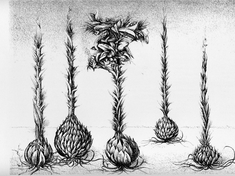 Gemeiner Keulendürz aus der Serie Pflanzen , 1985, Lithograpie, 21,5 x 28 cm